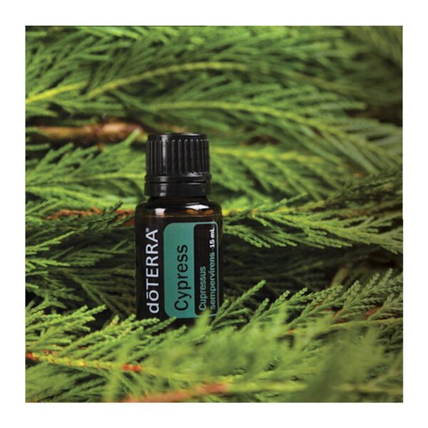 Ефірна олія doTerra Кіпаріс, 15 мл - Зображення 2