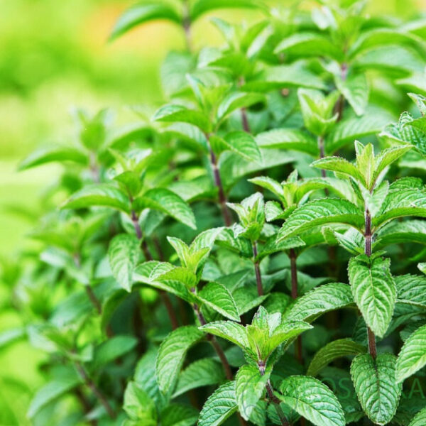 Ефірна олія doTerra Перцева М'ята, 15мл - Зображення 2