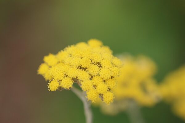 immortelle flower, immortelle plant, yellow flowers, mediterranean, nature, essential oil